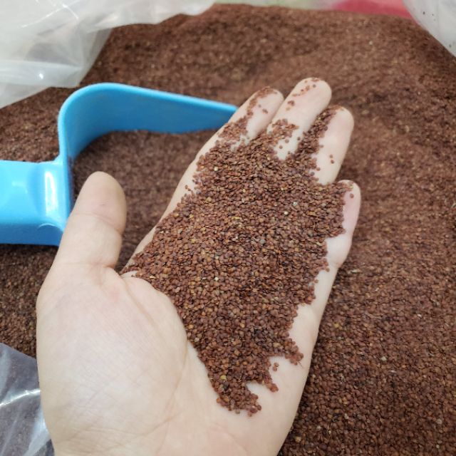 Ngũ Hoa Hạt To Sạch Hàng Loại 1 Nguyên Chất - Mỹ Phẩm Handmade | BigBuy360 - bigbuy360.vn