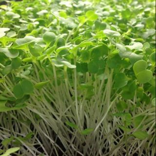 20 gram hạt giống mầm rau cải mơ