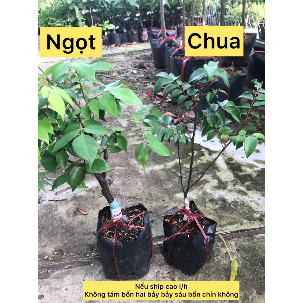 Caykiengsadec cây khế ngọt, khế chua + tặng  phân bón - hoa kiểng lá - trang trí cảnh quan sân vườn ngoài trời