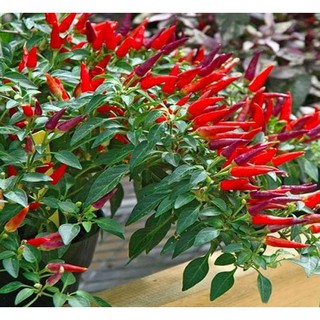 Hạt Giống Ớt Chỉ Thiên F1