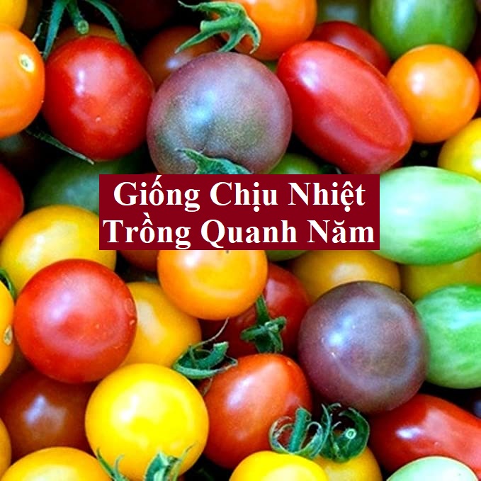 20 HẠT GIỐNG CÀ CHUA BI ĐỎ LÙN SIÊU SỚM NGẮN NGÀY CHO QUẢ SAU 40 NGÀY CHỊU NHIỆT TRỒNG QUANH NĂM