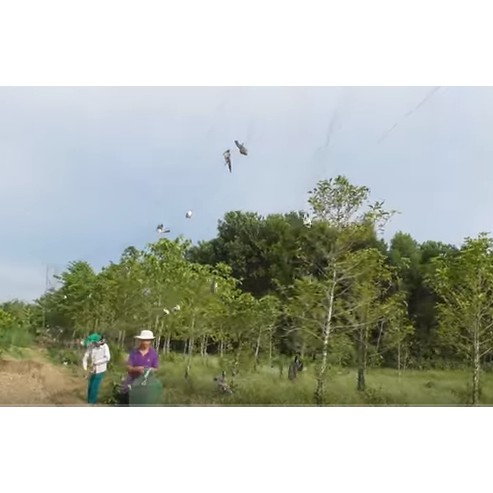 30m lưới bẫy chim Tàng Hình mắt 8 phân cao 6m 5 dây 4 túi Bẫy Chim Cu, Cò , Sáo, Vẹt mua về sử dụng ngay