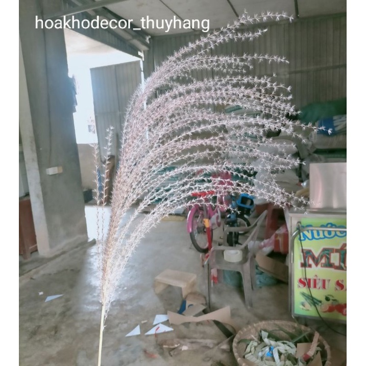 Cỏ bông lau trang trí decor phòng , spa,  hoa khô nhỏ để bàn, chụp hình vintage