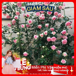 Hạt Giống Hoa Hồng Leo Pháp- 20 Hạt / Gói ( Hàng Loại 1 )