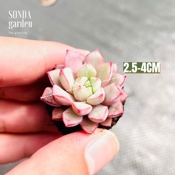 Sen đá kim cương tím SONDA GARDEN size mini 2.5-4cm, xuất xứ Đà Lạt, khoẻ đẹp, lỗi 1 đổi 1