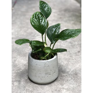 (Hỏa Tốc) Set Trầu Bà Hạnh Phúc & Chậu Decor