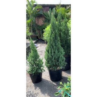 Cây sơn tùng size nhỏ 20-30