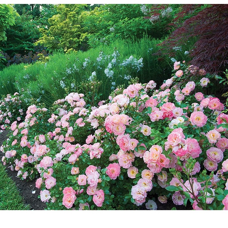 Hạt giống hoa hồng xuân 10 hạt Drift Peach Rose trong chậu 2 Gallon (Peach)