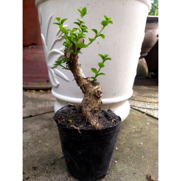 Sam hương mini bonsai dạng phôi
