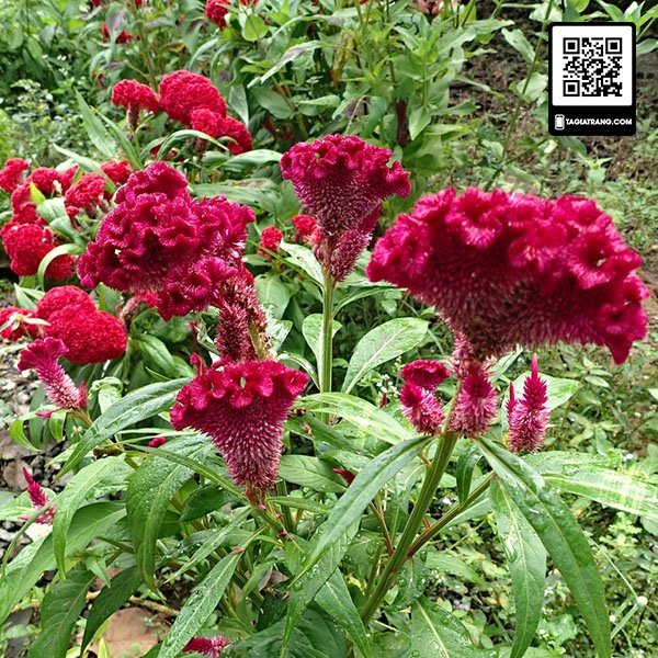 Hạt giống hoa mào gà búa mix