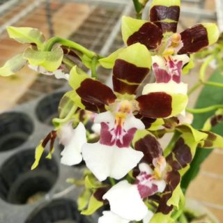 Combo 2 Chậu Vũ Nữ Hoa Thơm 3 Màu (2 Lọai Hoa)