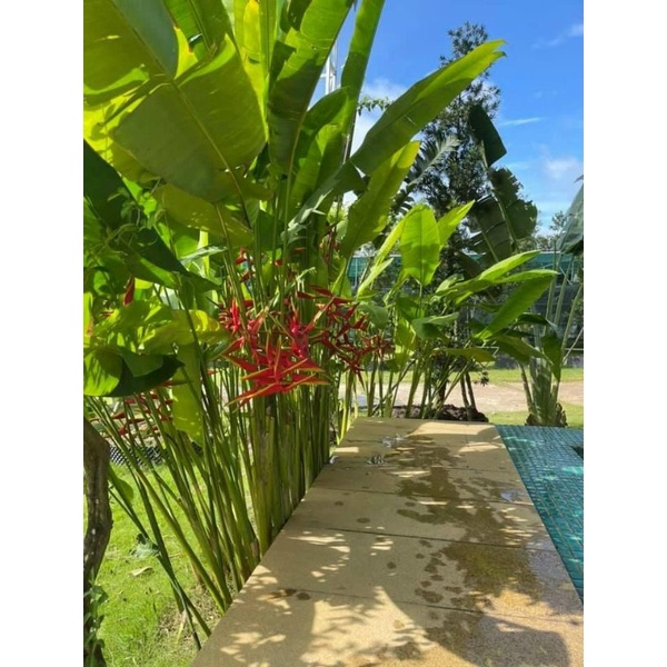 Chuối Phao chỉ thiên