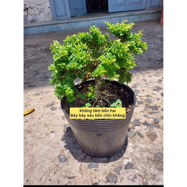 Caykiengsadec cây linh sam hạt gạo, bonsai mini sam hạt gạo tân phú, trang trí sân nhà