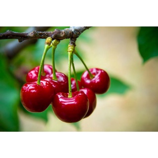hạt giống cherry nhiệt đới chịu nhiệt