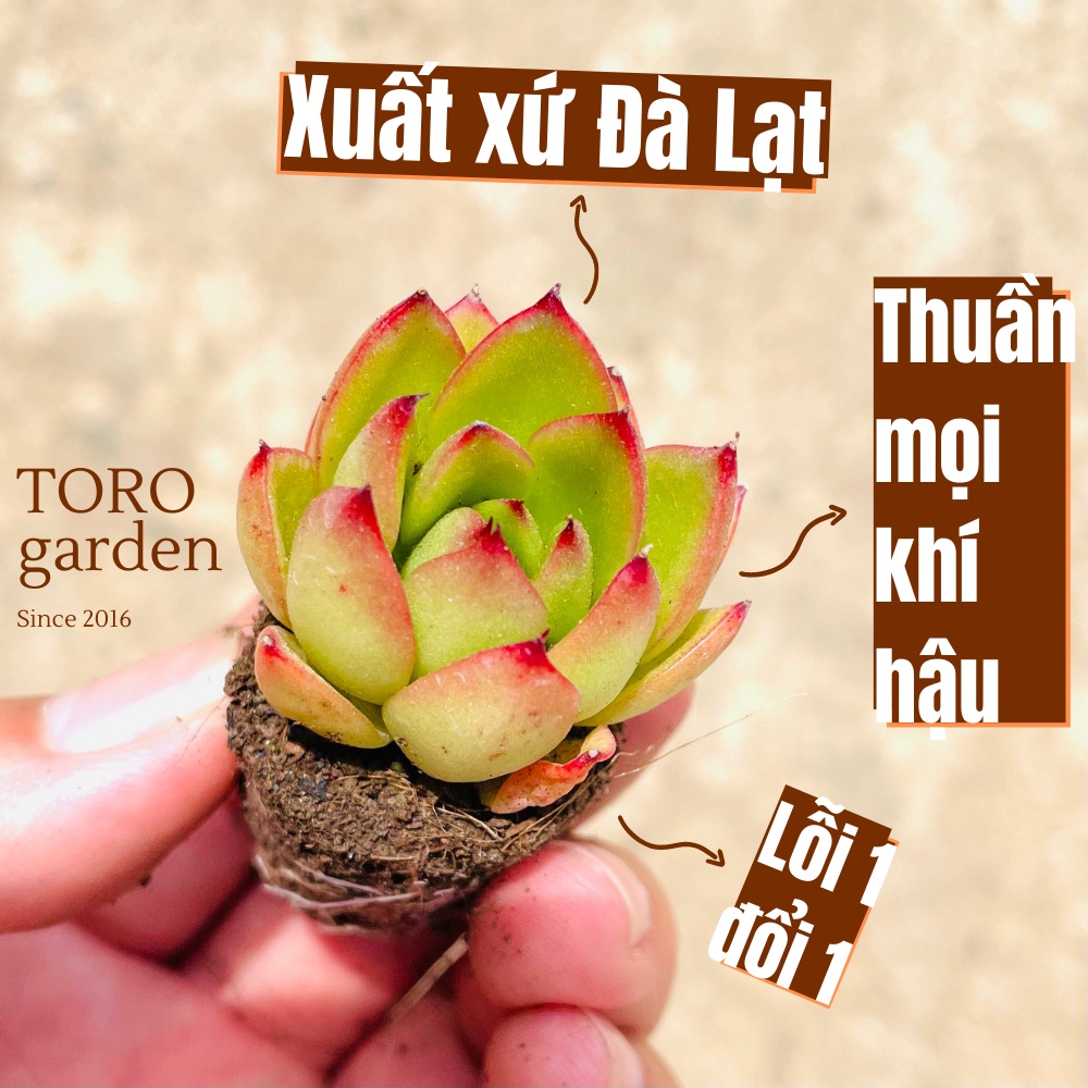 Sen đá viền lửa Đà Lạt size mini cây cảnh trang trí nhà cửa Toro garden