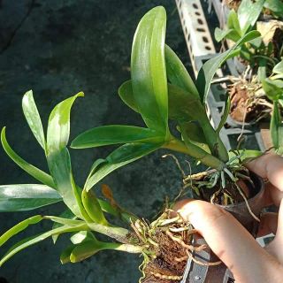 Hoa lan Denro mini ( Cây không hoa)