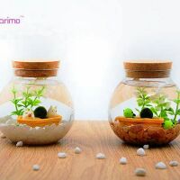 Set Đèn Led Marimo Tảo Cầu Nhật Bản