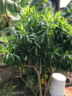 Trúc bách hợp - cắt cành 40cm