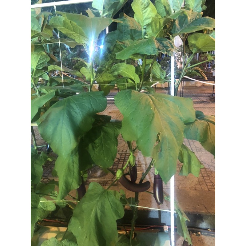 Phân bón 5 sao NPK 20-20-15 +TE tím 1 màu