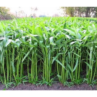 Hạt giống rau Muống cạn (Muống lá tre) 20 gram
