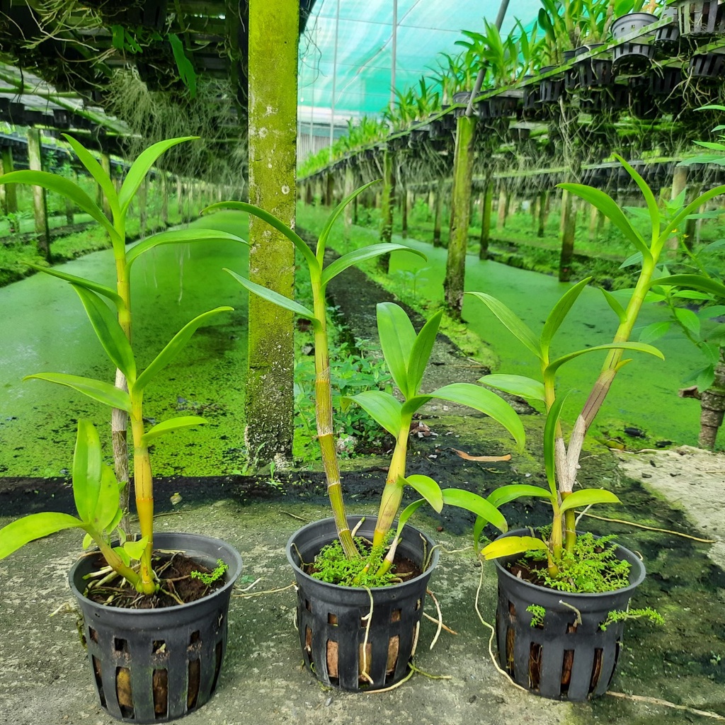 Hoa Lan Dendro Nắng Hoàng Kim