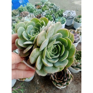 Sen đá trung size 9 - 11cm