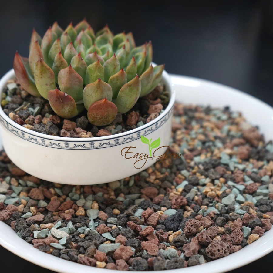 Đá cầu vồng, đá khoáng nhập khẩu giữ màu cho sen đá, xương rồng