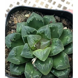 Haworthia .