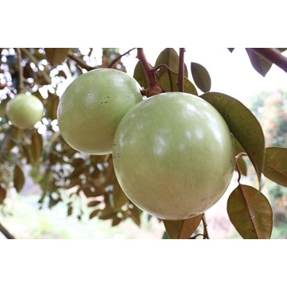 HẠT GIỐNG CÂY VÚ SỬA - 3 Hạt/ gói