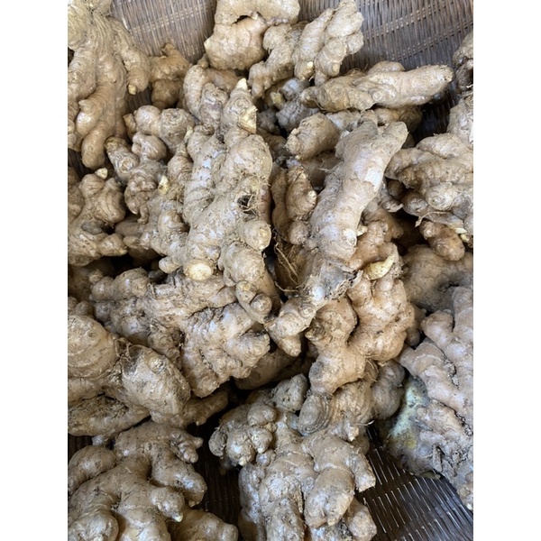 Gừng ta, gừng tươi , gừng già lâu ngày củ to ngon không hư đóng gói 500g