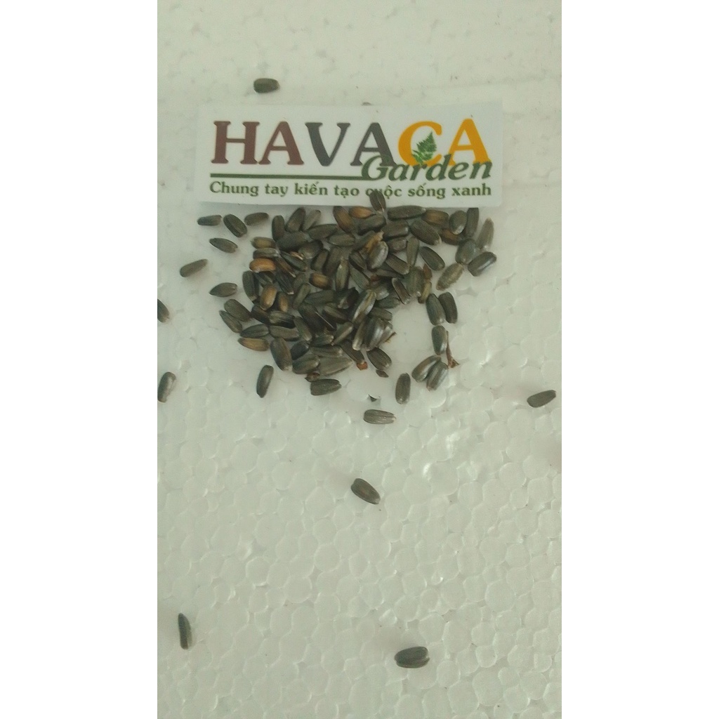 Túi 5-10-15-20 hạt giống hướng dương xù hoa to cực đẹp