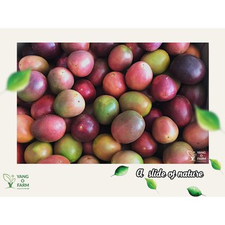 Combo 3kg chanh dây tươi Yang O Farm