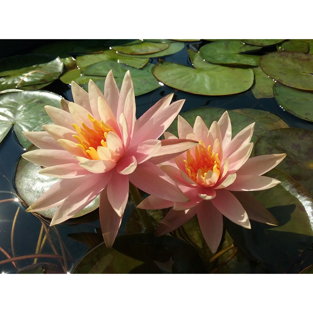 Sale 70%  Cây Hoa súng Thái Lan màu cà rốt Đ-02