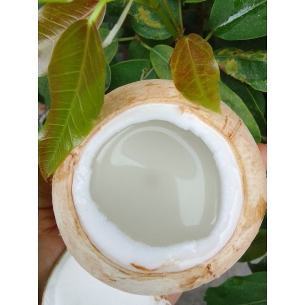 Dừa xiêm Bến Tre,loại mài trọc,nước ngọt , bao uống:set 10 quả 110k. 1 đổi 1 nếu phát hiện hư