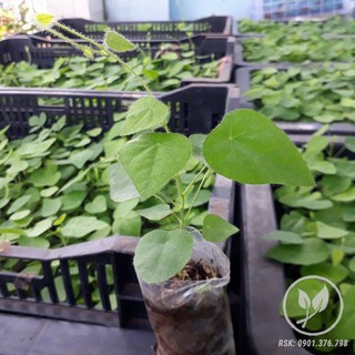  Hạt giống sương sâm lông gói 30 hạt