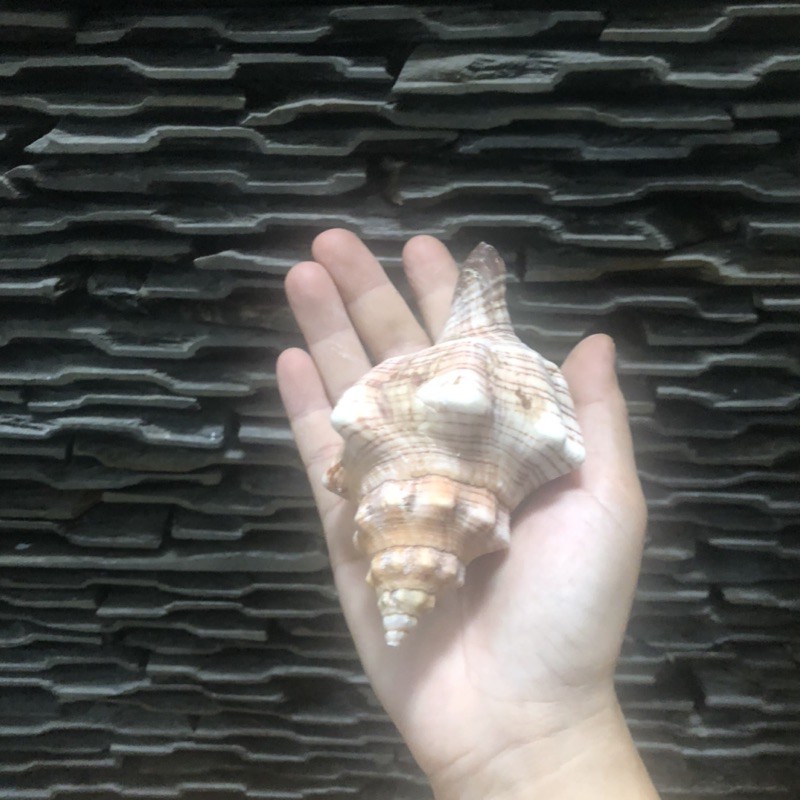 Vỏ ốc khoai