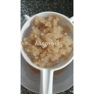 Nấm nước kefir - water kefir (10g)