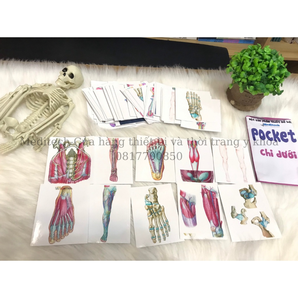 Sticker Giải phẫu từng chương-Pocket Sticker Anatomy Học Giải Phẫu Thông Minh-Đến từ Meditech