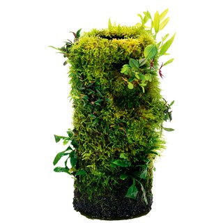 Rêu Weeping - Vesiculária ferriei