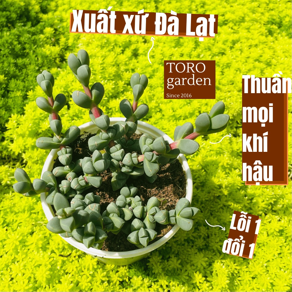 Sen đá tim Đà Lạt size trung bình 10cm cây cảnh trang trí nhà cửa Toro garden