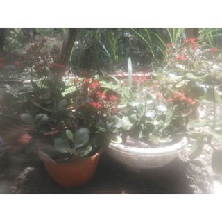 Cây sống đời đơn màu đỏ