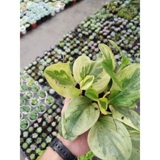 Cây trường sinh cẩm thạch