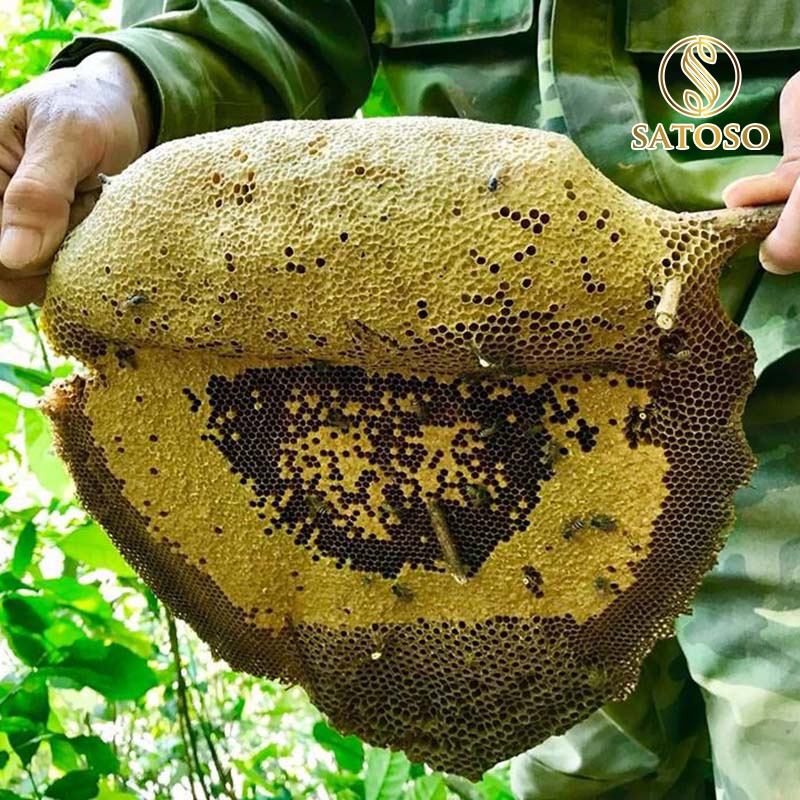 Mật ong khoái rừng thiên nhiên đặc sánh nguyên chất 100% SATOSO SA131