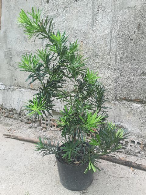 Tùng la hán bonsai 60-70cm