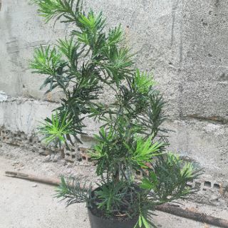 Tùng la hán bonsai 60-70cm