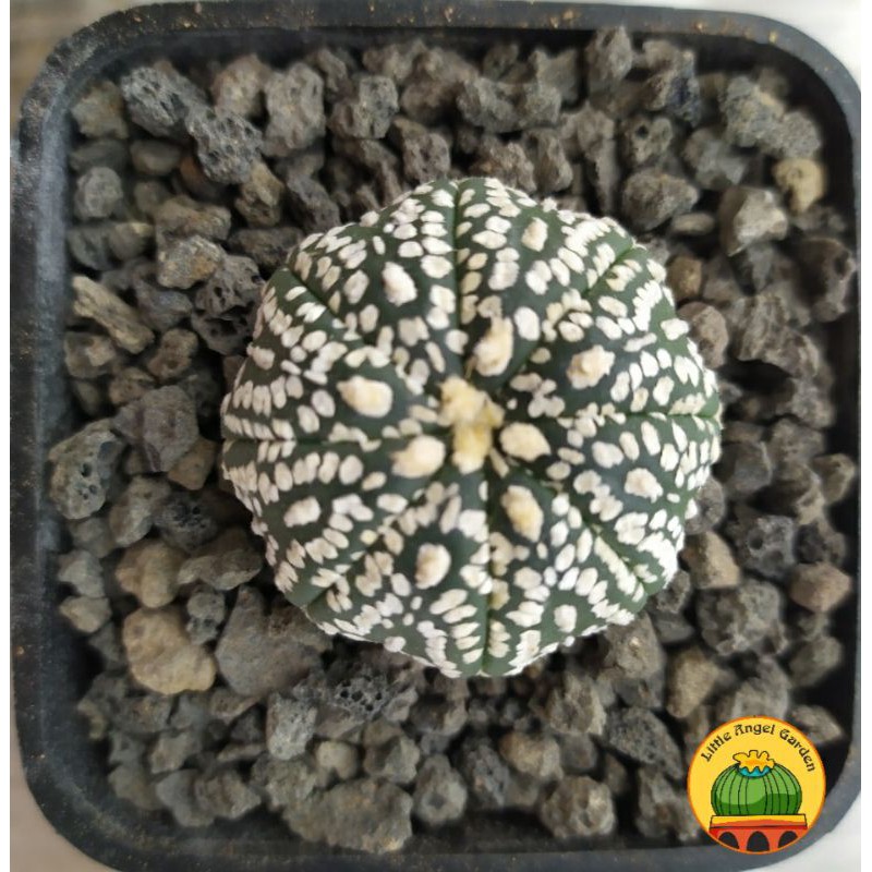 Xương rồng Super kabuto | Astrophytum Asterias Super Kabuto | Xương rồng Aster