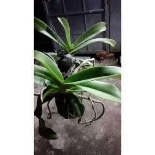 [FREESHIP - Xả Khô Máu] Hoa Lan Ngọc Điểm Rừng