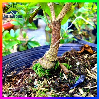 Mai Cúc Bonsai Mini