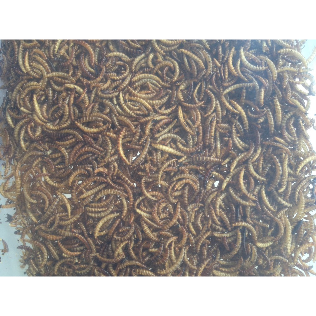 Sâu gạo sấy khô 100g cho Hamster, Sóc, Nhím...