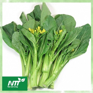 Hạt giống cải ngồng tn - 52